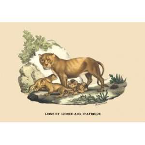  Lion et Lionne dAfrique 12x18 Giclee on canvas: Home 