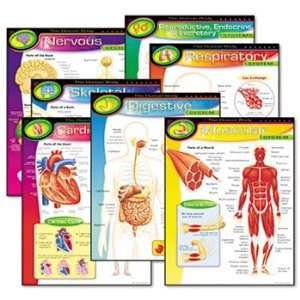  TREND® Learning Chart Combo Packs CHART,HUMAN BODY,7PK 