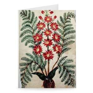  Fern with red and yellow flowers, plate from..   Greeting 