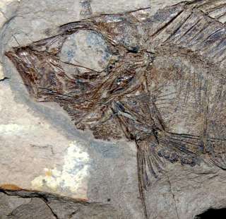 Capros radobojanus   BEAUTIFUL   RARE   museum quality fossil fish 