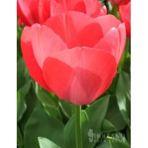   Eijk Darwin Hybrid Tulip Value Bag   14 bulbs Patio, Lawn & Garden
