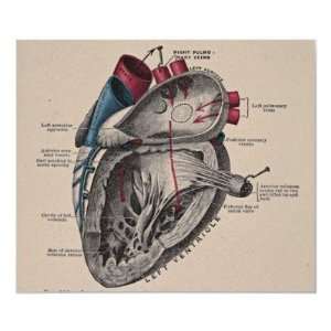 Shark Heart Diagram