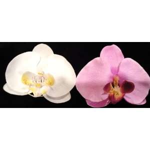   Touch Phalaenopsis Orchid Flower Hair Clip (1 Pair).: Everything Else