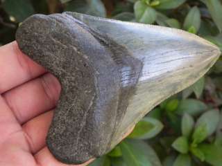   Fossilized Megalodon Sharks Tooth SCARY MEGALODON TOOTH !!!!  