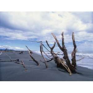 Dead Trees on the Beach at Hokitika in Westland, South Island 