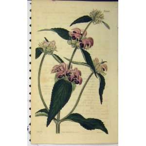   1823 Hand Coloured Flower Print Curits Weddell N.2449