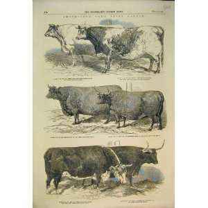   1852 Smithfield Club Cattle Show Heifer Short Horn Ox
