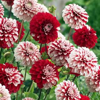 Rexona Dahlia 1 Tuber   Many Colored Flowers   Red and Red and White 