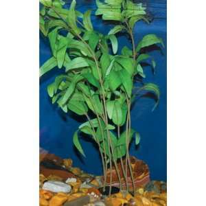  Ammannia Plant   X Large   11 in.