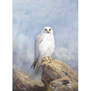     Archibald Thorburn   24 x 34 inches   Gyr Falcon