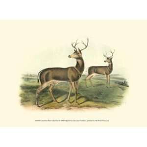   Deer   Poster by John Woodhouse Audubon (13x9.5)