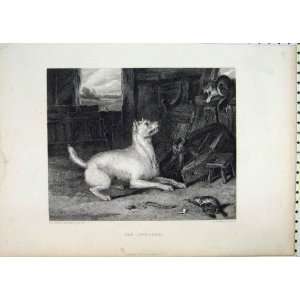   Antique Print Dog Cat Mouse Old Barn Beckwith Engraved