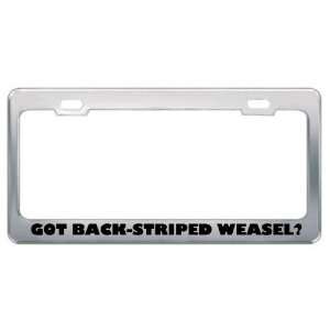 Got Back Striped Weasel? Animals Pets Metal License Plate Frame Holder 