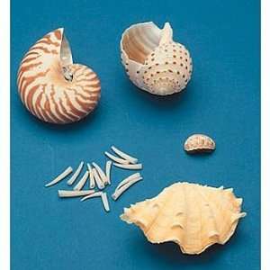 Mollusk Shell Collection  Industrial & Scientific