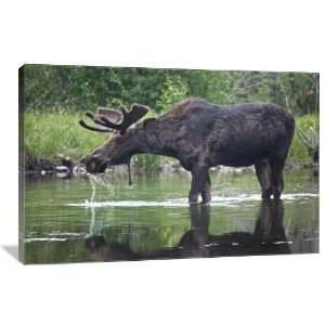 Moose in the River   Gallery Wrapped Canvas   Museum Quality  Size: 36 