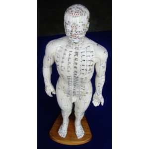  Model Anatomy Professional Medical Acupuncture Male 50cm 