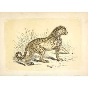 Hunting Leopard 1860 Coloured Engraving Sepia Style Cat