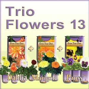  Grow Your Own Pansy, Dahlia and Marigold flowers: Patio 
