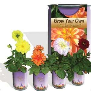  Dahlia   Grow your own Patio, Lawn & Garden