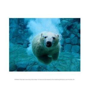 Polar Bear Swimming Under Water 10.00 x 8.00 Poster Print  