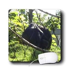    Edmond Hogge Jr Animals   Chimpanzees   Mouse Pads Electronics