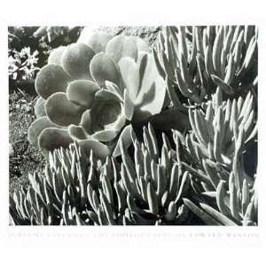 Edward Weston   Succulent