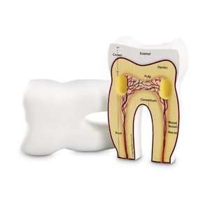 Learning Resources Cross Section Tooth Model; Labeled; Grade Levels 2 