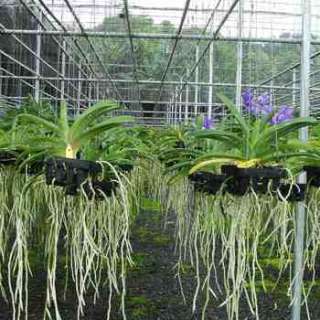   prior to bidding on our plants so you can avoid misunderstandings