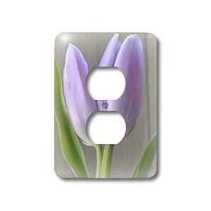Flowers   Sweet Lavender Tulips  Flowers  Easter  Photography   Light 