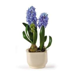   Natural Hyacinth w/Glazed Pot Silk Flower Arrangement: Home & Kitchen