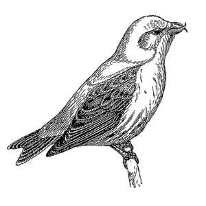   inch x 4 inch Greeting Card Line Drawing Crossbill: Home & Kitchen