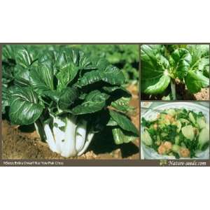   Nai You Bok Choy 1000 Vegetable Gardening Seeds: Patio, Lawn & Garden