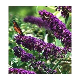  Buddleia Bi Color Butterfly Bush ~ Bi Color~ 4 inch pot 