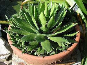 Agave Lopantha, Thorncrest Century Plant, small size  