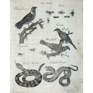   Britannica 1801 Nature Birds Snake Insect: Home & Kitchen