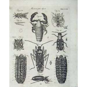  Microscopic Objects Insects Encyclopaedia Britannica