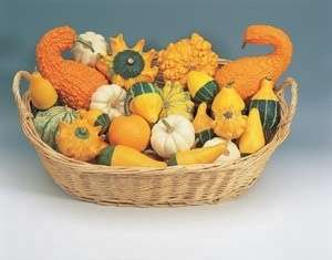 Ornamental Gourds Small Fruits Mix Seeds  