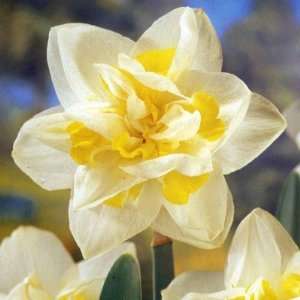  5 White Lion Double Daffodil Flower Bulbs, 12/14 cm 