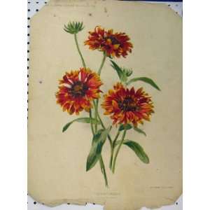  1897 Blanket Flower Red Yellow Green Leaves Old Print 