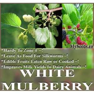 +) White Mulberry Tatarica White Mulberry Tatarian White Mulberry 