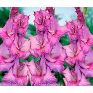 Tout A Toi Gladiolus   10 Bulbs   Pink Patio, Lawn 