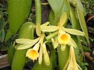 Orchid Plant Vanilla Planifolia Species mini lot of 10 plantsFREE 