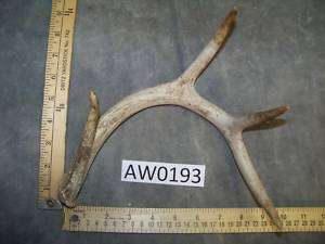 Whitetail Deer Shed Hunts, Jewelry, Knives Craft AW0193  
