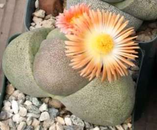Pleiospilos nelii   split rock plant   10 seeds  