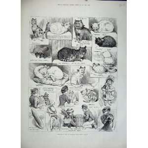  1883 Cat Show Crystal Palace Children Kitten Animals