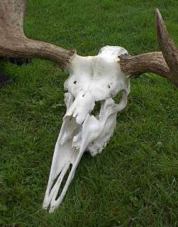 LARGE Moose 15 Point Shed Taxidermy Horns 39x32 Antlers With FULL 