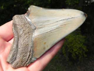 75e Megalodon fossil shark tooth SUPREME WHALE KILLER!!  