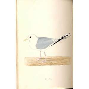Common Gull Meyer H/C Birds 1842 50 