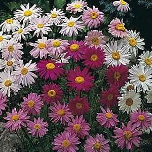  Pyrethrum Painted Daisy   8 Plants   Robinsons Mix Patio 