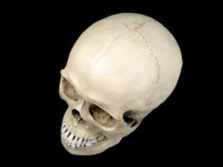 White Resin Replica 11 Life Size Human Anatomy Skull  